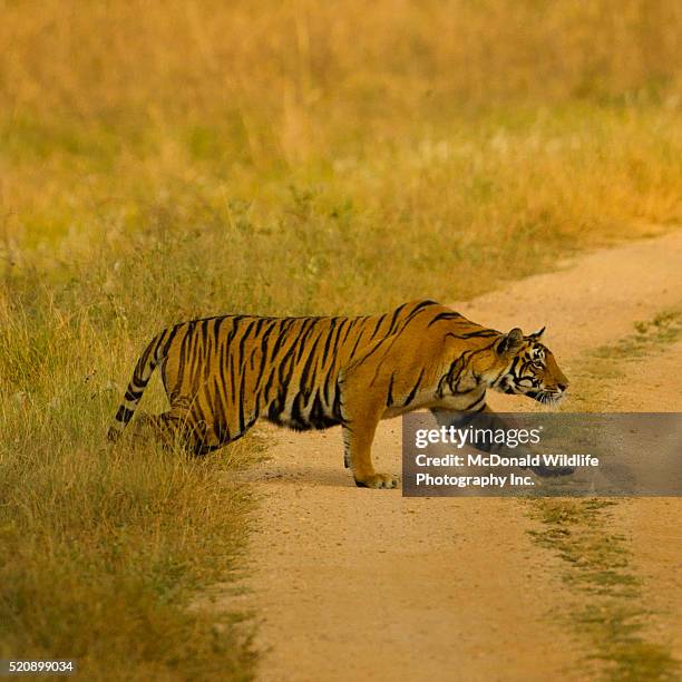 bengal tiger stalking prey - kaziranga national park stock-fotos und bilder