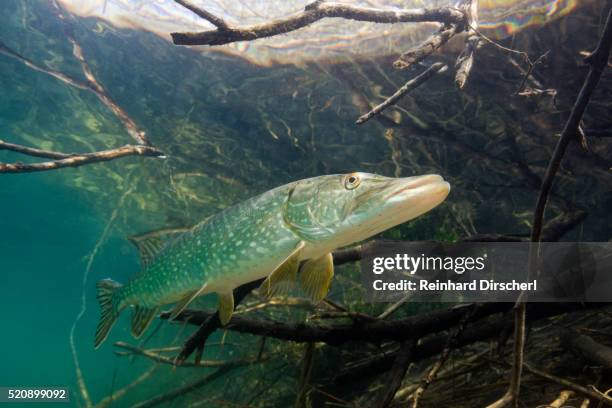 northern pike, esox lucius, starnberger see, starnberg, bavaria, germany - lucio fotografías e imágenes de stock