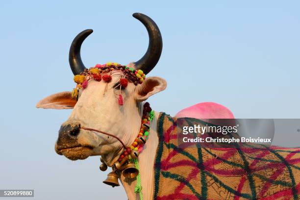 166 Sonepur Cattle Fair Photos and Premium High Res Pictures - Getty Images