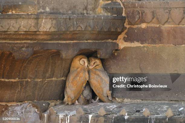 india, uttar pradesh, varanasi, sleeping owls - varanasi stock-fotos und bilder