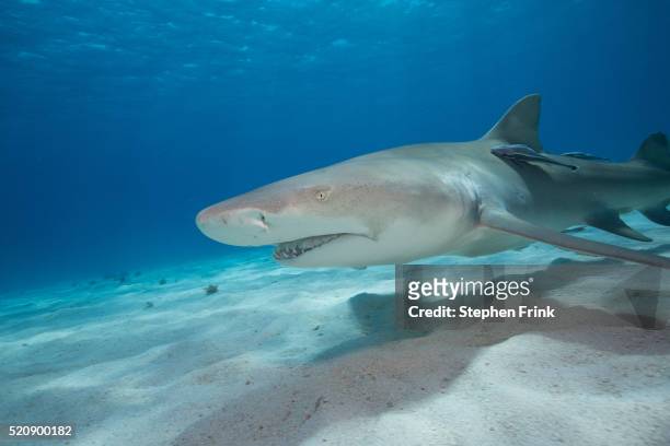 snaggle-toothed lemon shark. - countershading stock-fotos und bilder