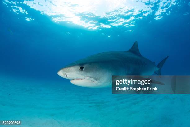 Countershadding Fish 71 Countershading Stock Photos, High-Res Pictures, and Images - Getty ...