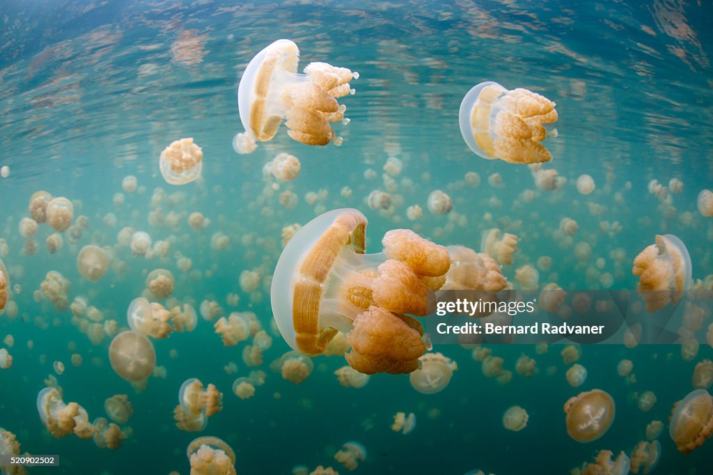 Cloud of jellyfish, Palau, Caroline Islands