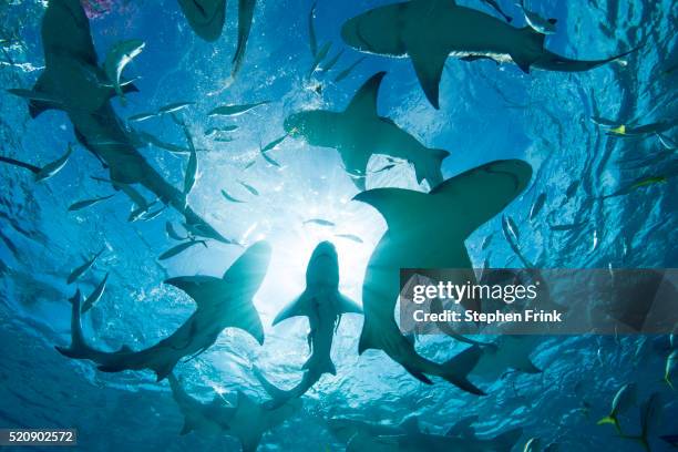 silhouette of circling sharks. - lemon shark stock pictures, royalty-free photos & images