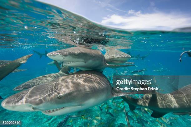 over/under shark action - countershading stock-fotos und bilder