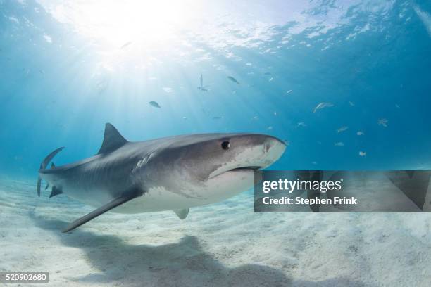 portrait of tiger shark. - ocean floor stock pictures, royalty-free photos & images