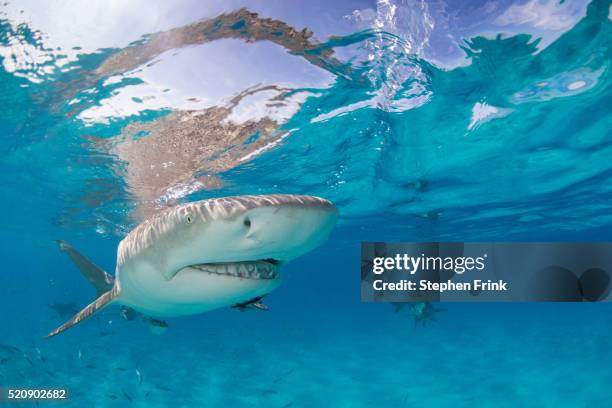 close-up lemon shark. - countershading stock-fotos und bilder