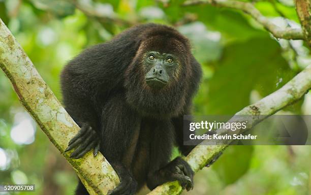 mexican black howler monkey (alouatta pigra) endangered, wild, community baboon sanctuary, belize - howler stock pictures, royalty-free photos & images