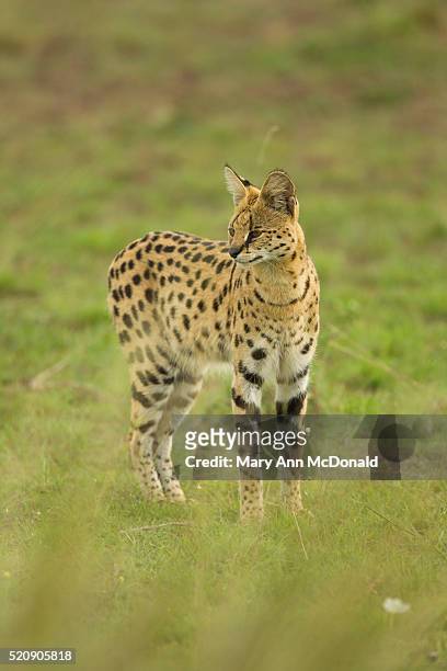 male serval hunting - serval stockfoto's en -beelden