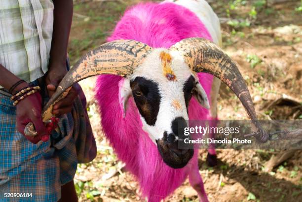 fighting goat kidaai muttu, madurai, tamil nadu, india - hairy indian men stockfoto's en -beelden