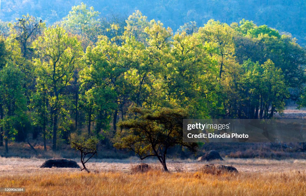 Trees of Bandhavgarh Forest, Madhya Pradesh, India, Asia