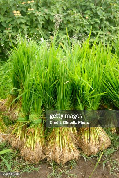 bunch of rice crop for sowing at madh, malshej ghat, maharashtra, india - malshej ghat stockfoto's en -beelden