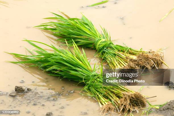 bunch of rice crop in muddy water for sowing, madh, malshej ghat, maharashtra, india - malshej ghat stockfoto's en -beelden