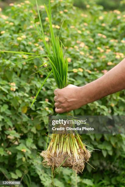 hand holding bunch of rice crop, madh, malshej ghat, maharashtra, india - malshej ghat stockfoto's en -beelden