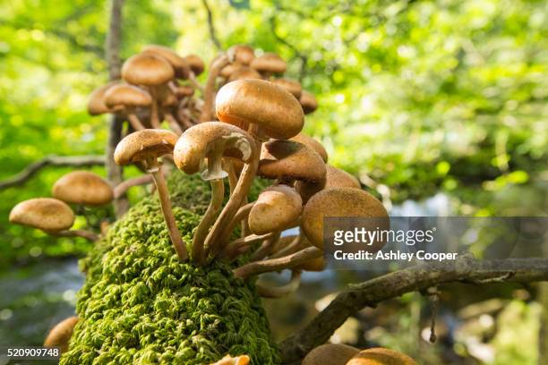 funghi on an oak tree branch at rydal, lake district, uk - regno dei funghi foto e immagini stock