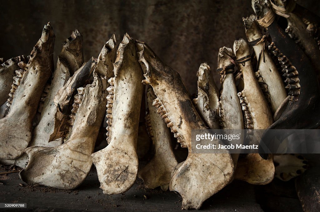 Jawbones of wild pigs