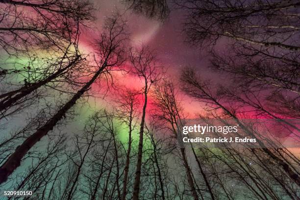 aurora borealis and birch trees - aurora borealis trees stock pictures, royalty-free photos & images