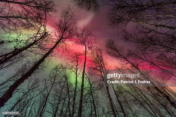 aurora borealis and birch trees - aurora stock pictures, royalty-free photos & images