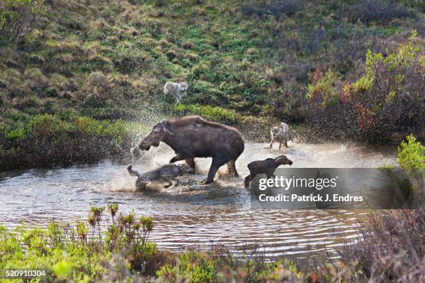 moose defends calf from attacking wolves - animals fighting stock pictures, royalty-free photos & images