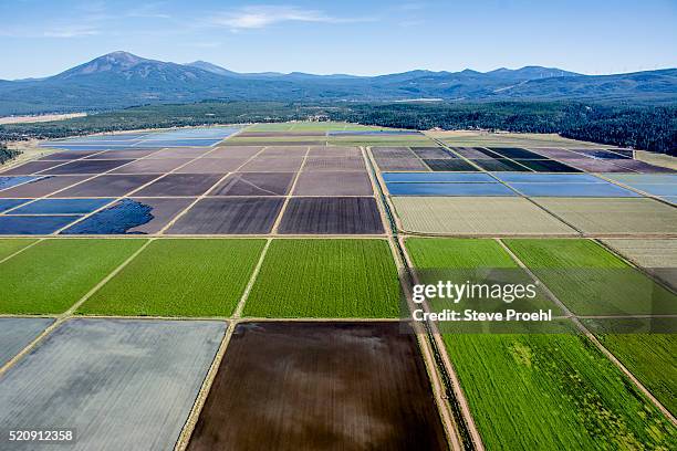 rice farming - terra coltivata foto e immagini stock