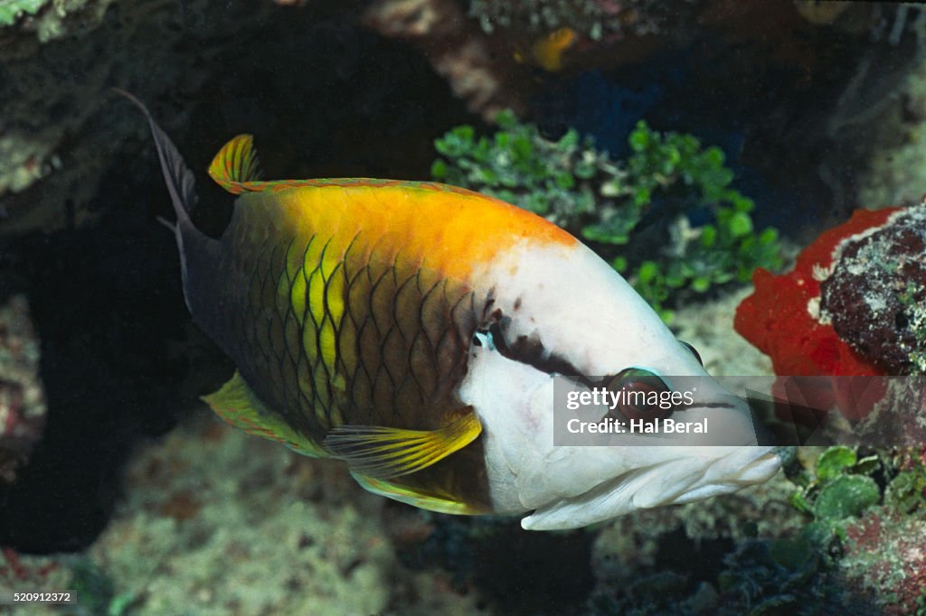 Slingjaw Wrasse