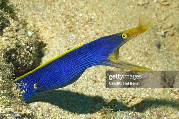 blue ribbon eel - ribbon eel stock pictures, royalty-free photos & images