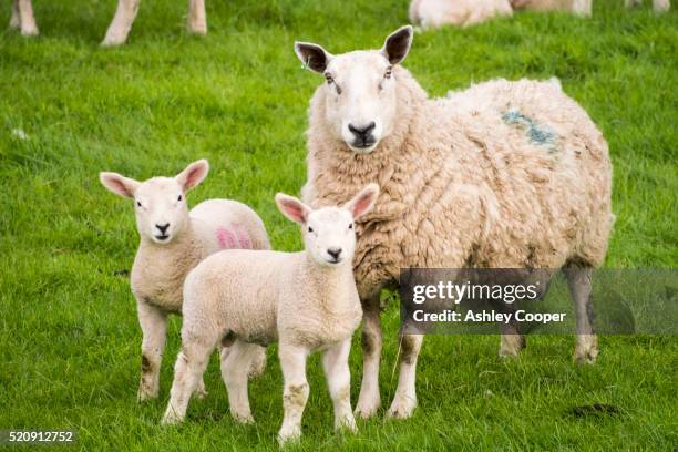 sheep and lambs in a field in kirkoswold, eden valley, cumbria, uk. - ashley lamb stock-fotos und bilder