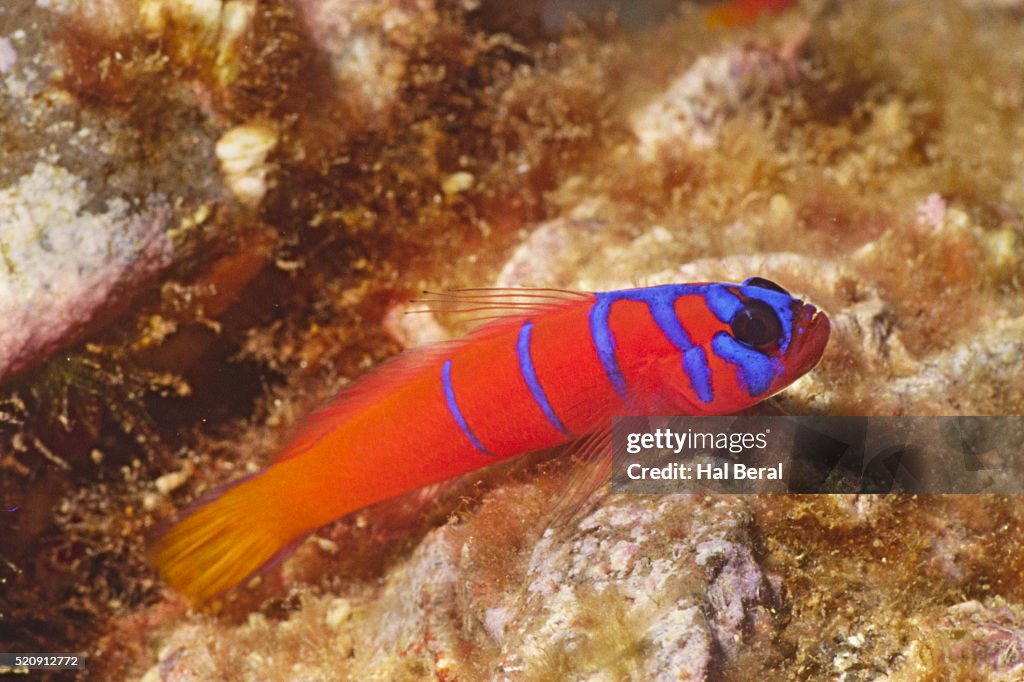 Bluebanded Goby