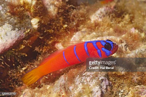 bluebanded goby - trimma okinawae stock pictures, royalty-free photos & images