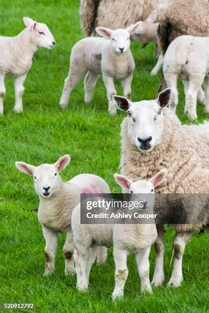 sheep and lambs in a field in kirkoswold, eden valley, cumbria, uk. - lammetje stockfoto's en -beelden
