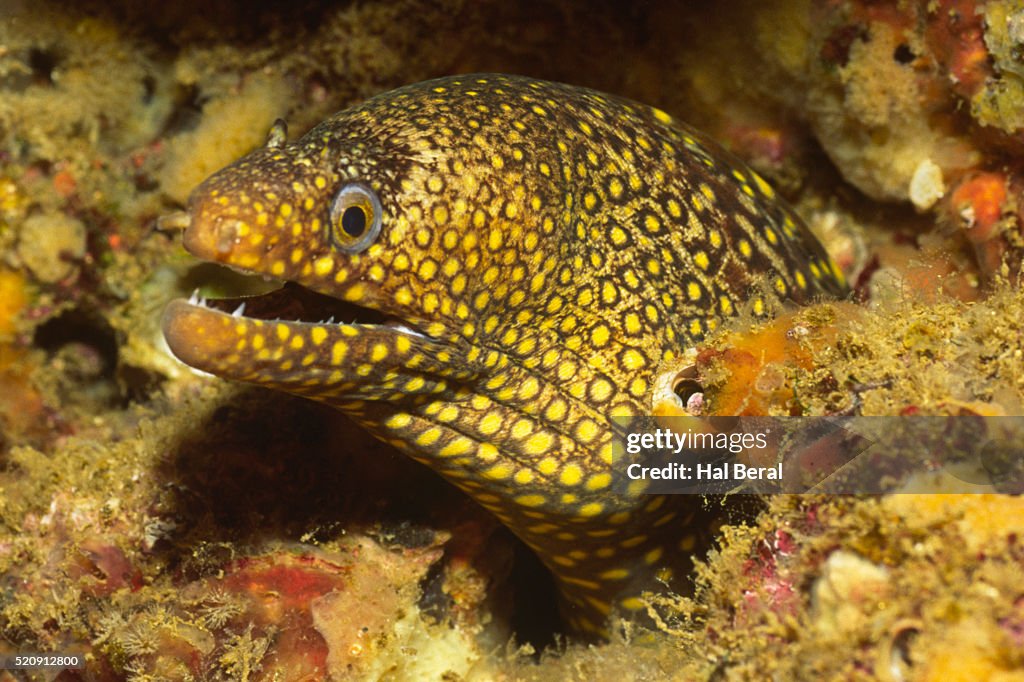 Jewel Moray Eel