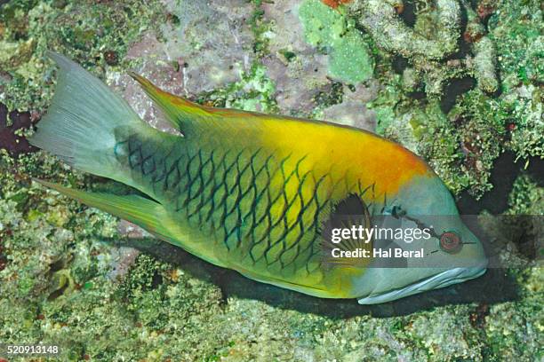 slingjaw wrasse - lábrido fotografías e imágenes de stock