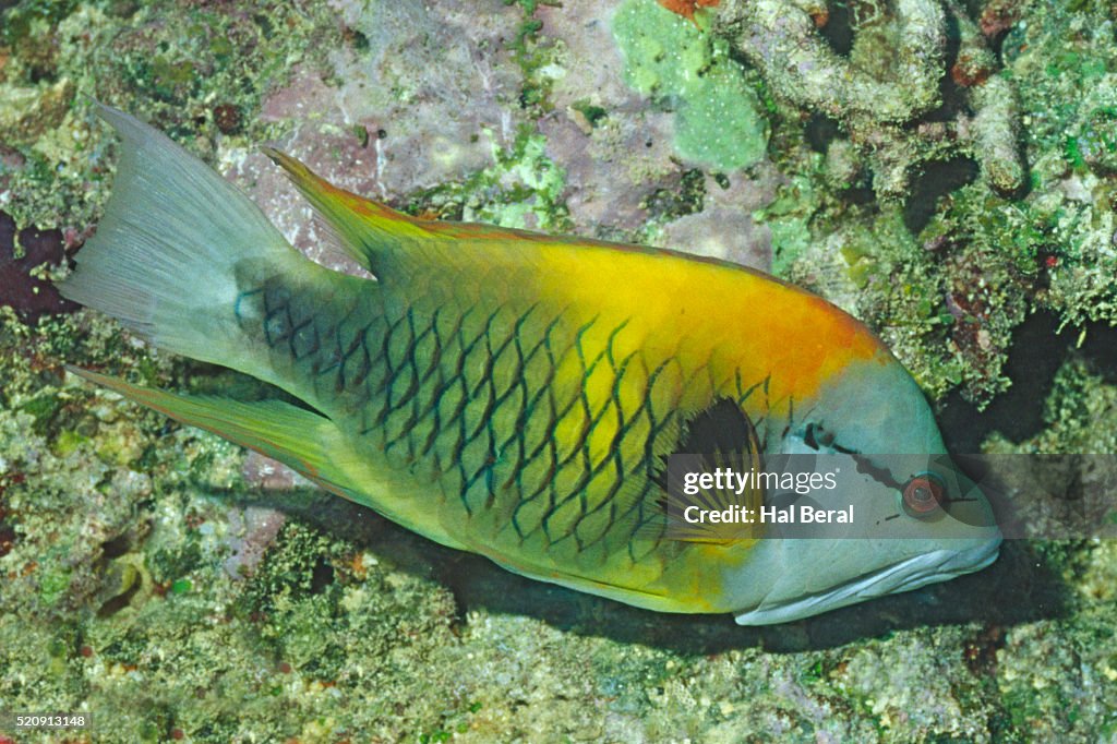 Slingjaw Wrasse