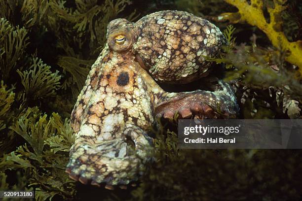 Red Forman Octopus 40 Pacific Red Octopus Stock Photos, High-Res Pictures, and Images ...
