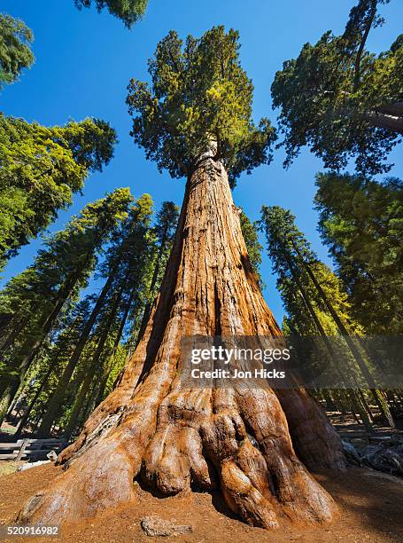 general sherman in sequoia national park. - secoya fotografías e imágenes de stock