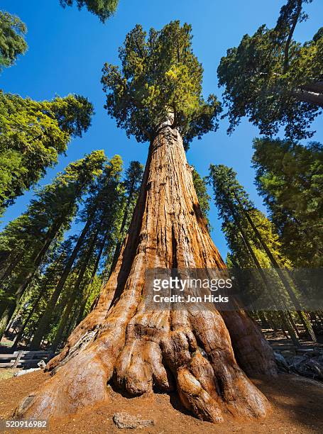 general sherman in sequoia national park. - sequoia stockfoto's en -beelden