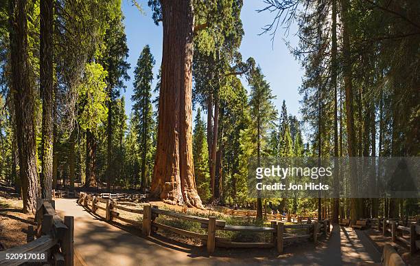 general sherman in sequoia national park. - sequoia national park stock pictures, royalty-free photos & images