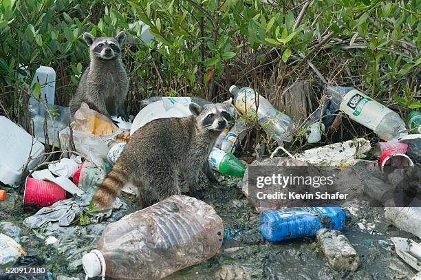 pygmy raccoon (procyon pygmaeus) critically endangered, cozumel - espèces menacées photos et images de collection