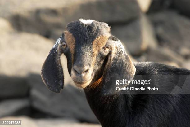 calf of goat bagmandala shrivardhan raigad maharashtra - black goat stock pictures, royalty-free photos & images