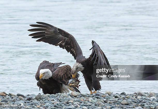 catch of the day - rio chilkat imagens e fotografias de stock