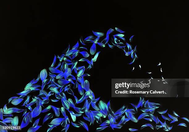 breaking wave in petals on black. - blue dahlia flowers stock pictures, royalty-free photos & images