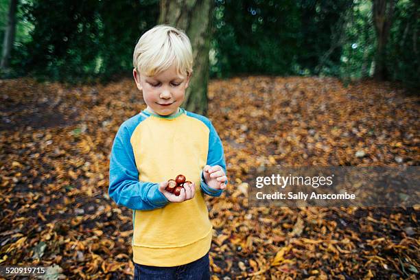 child collecting conkers in the woods - horse chestnut photos et images de collection