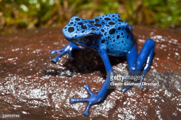 blue poison dart frog, surinam - gazon stock pictures, royalty-free photos & images