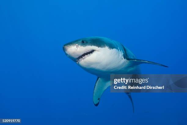 great white shark, guadalupe island - shark underwater stock pictures, royalty-free photos & images