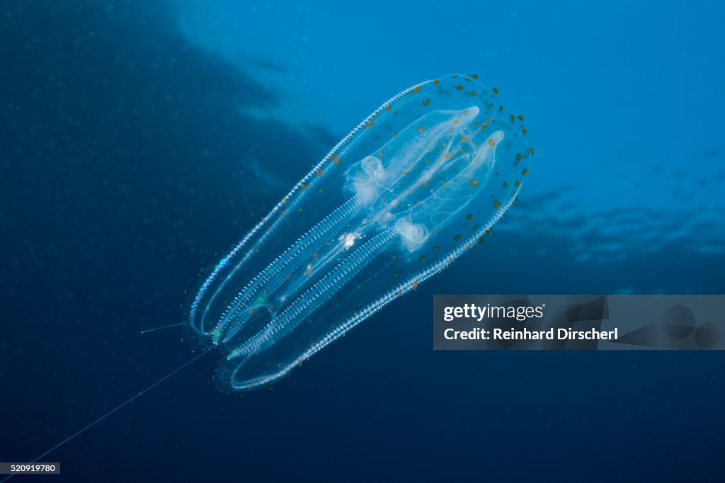 Comb Jellyfish, Guadalupe Island