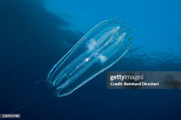 comb jellyfish, guadalupe island - comb jelly stock pictures, royalty-free photos & images