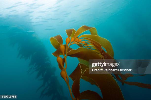 kelp forest giant kelp, san benito island - schiereiland baja california stockfoto's en -beelden