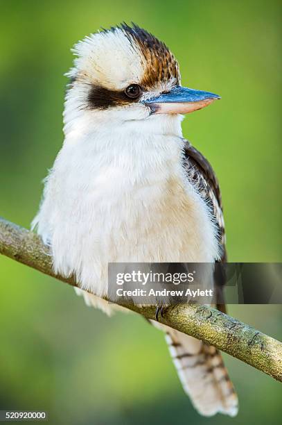 kookaburra - kookaburra stock-fotos und bilder