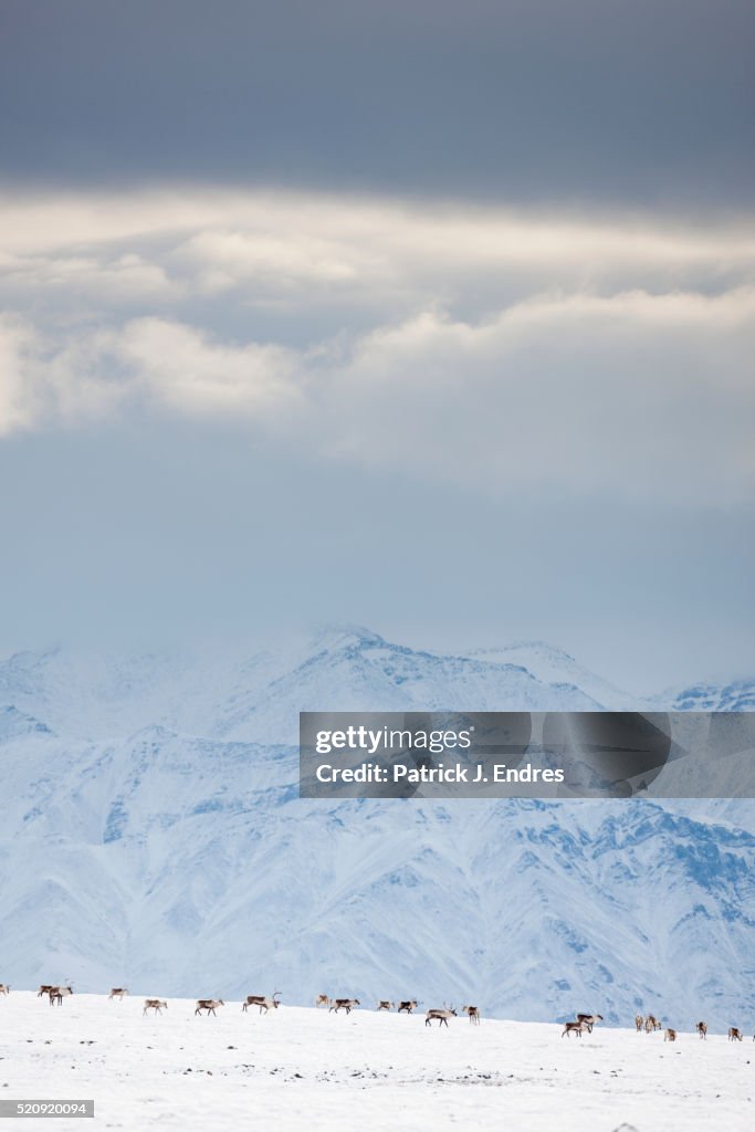 Herd of migrating caribou