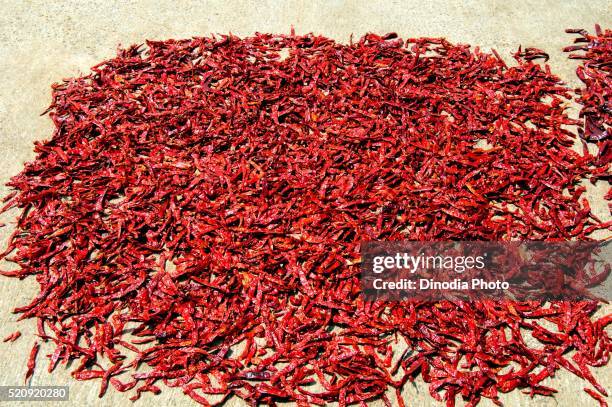 red chillies drying - drying stock pictures, royalty-free photos & images